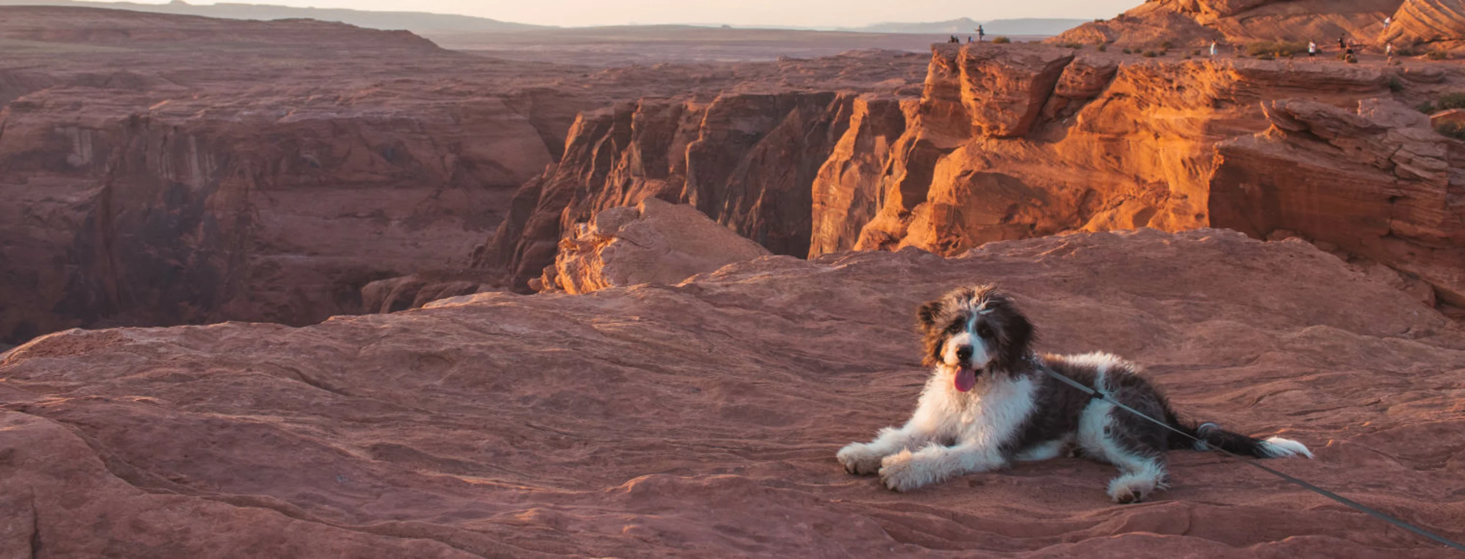 Dog Lying Down in Canyon During Sunset
